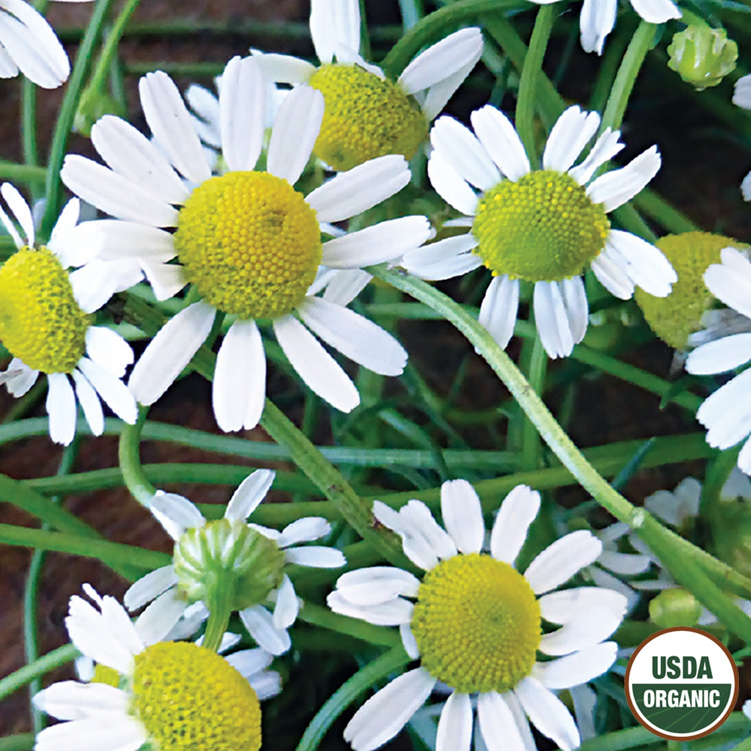 Chamomile plants with white flowers and yellow centers, marked with a USDA Organic label.